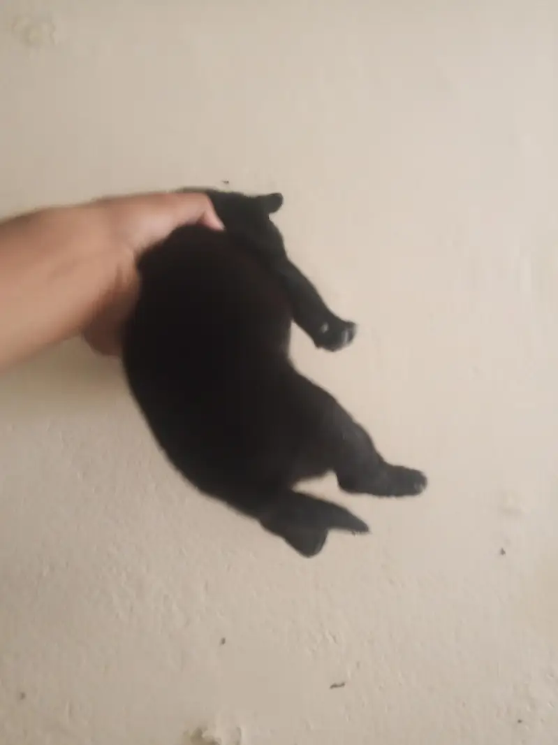 Black Labrador puppies — photo 3