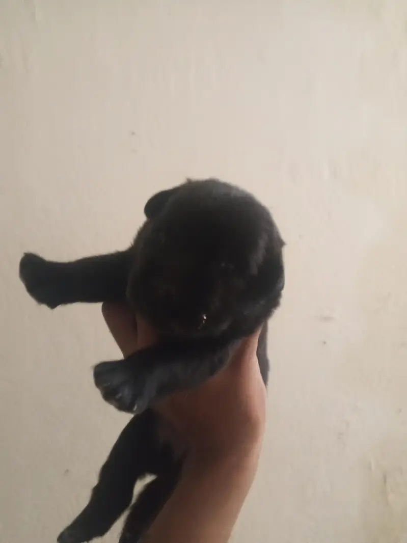 Black Labrador puppies — photo 4