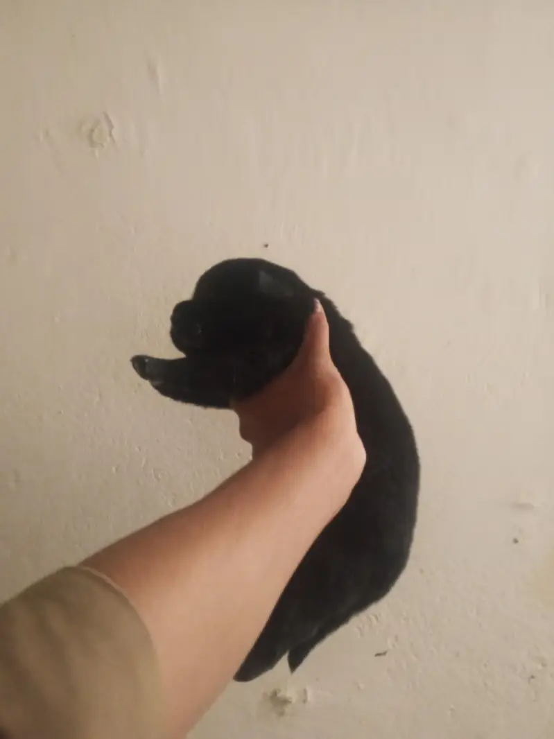 Black Labrador puppies — photo 5