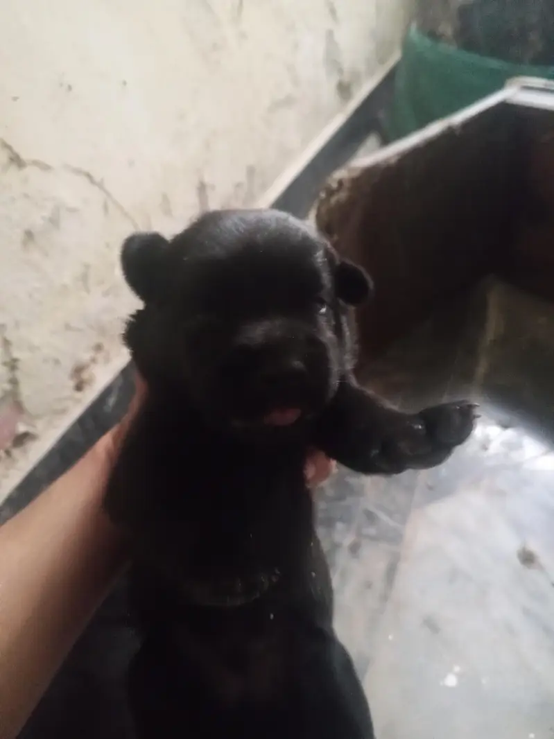 Black Labrador puppies — photo 6