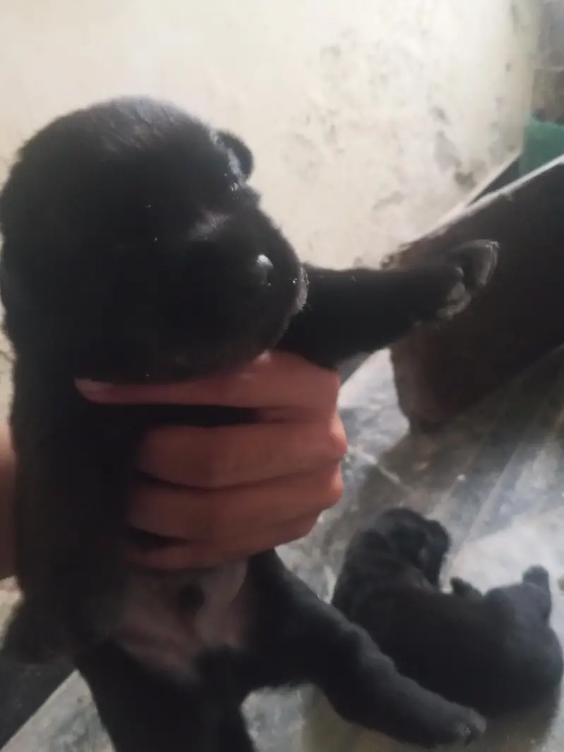 Black Labrador puppies — photo 7