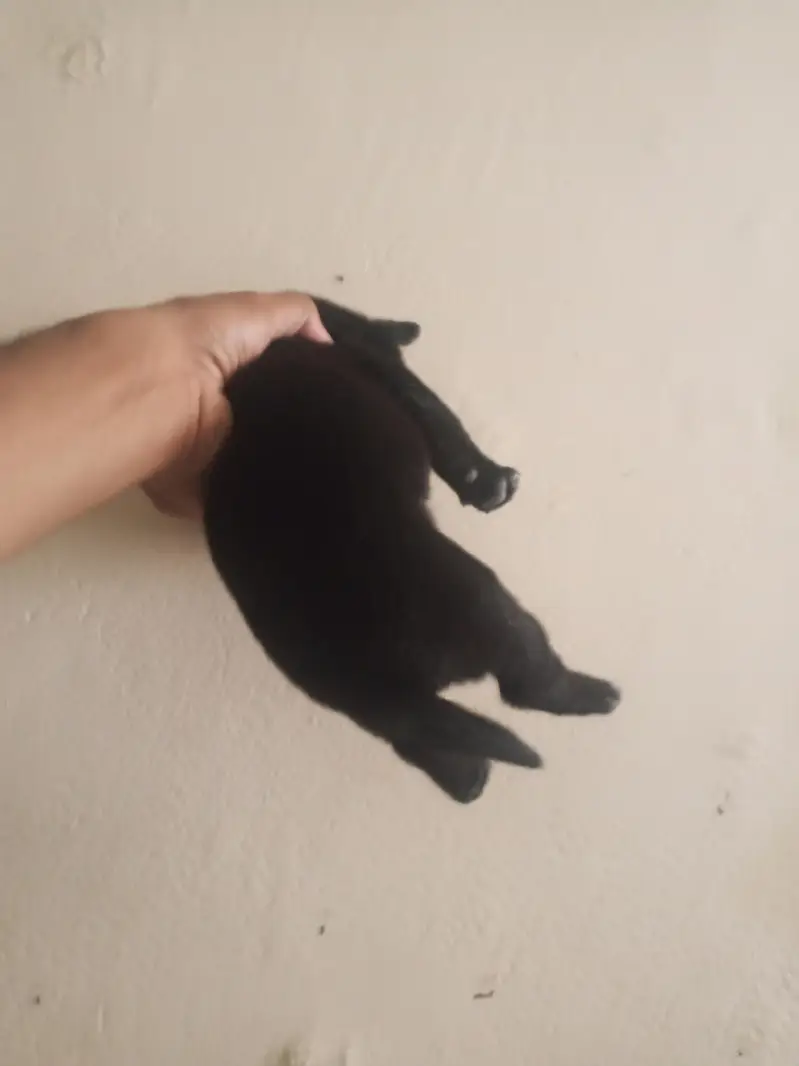 Black Labrador puppies — photo 9