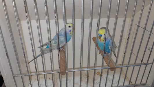 Rainbow Pairs + Finches Pairs