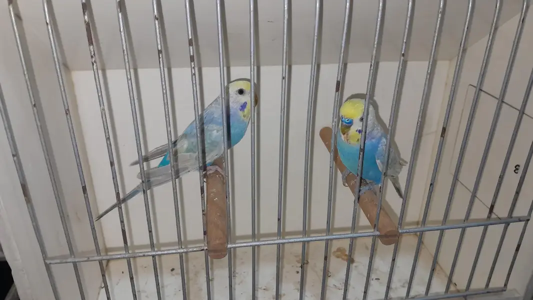 Rainbow Pairs + Finches Pairs
