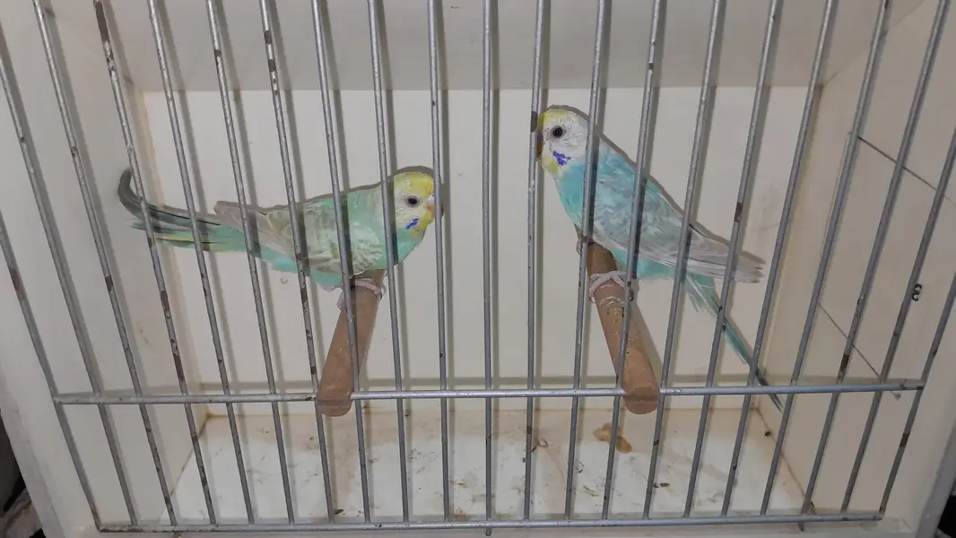 Rainbow Pairs + Finches Pairs — photo 2