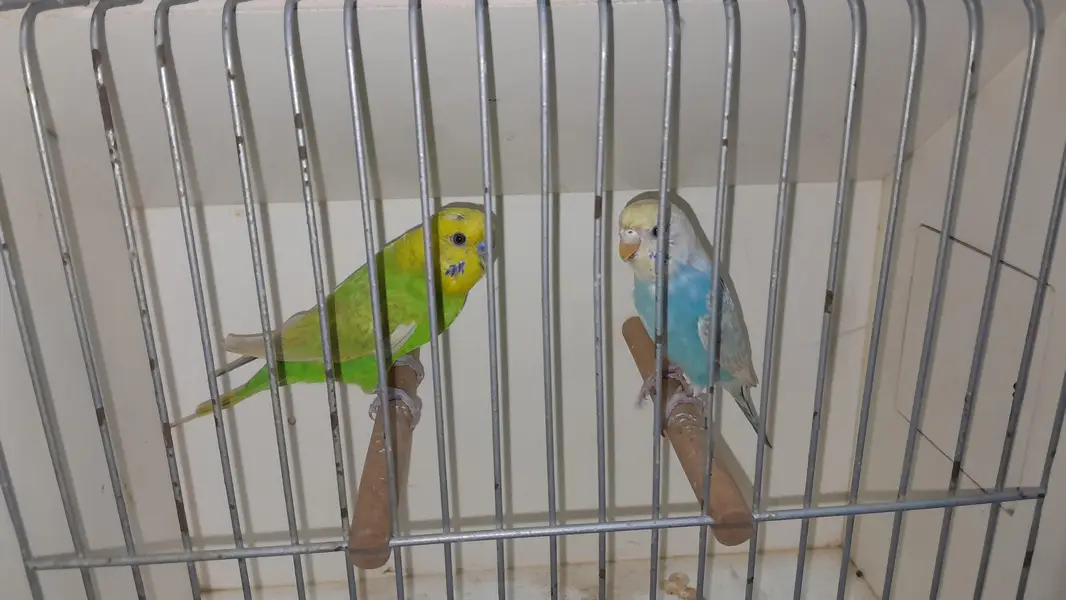 Rainbow Pairs + Finches Pairs — photo 3