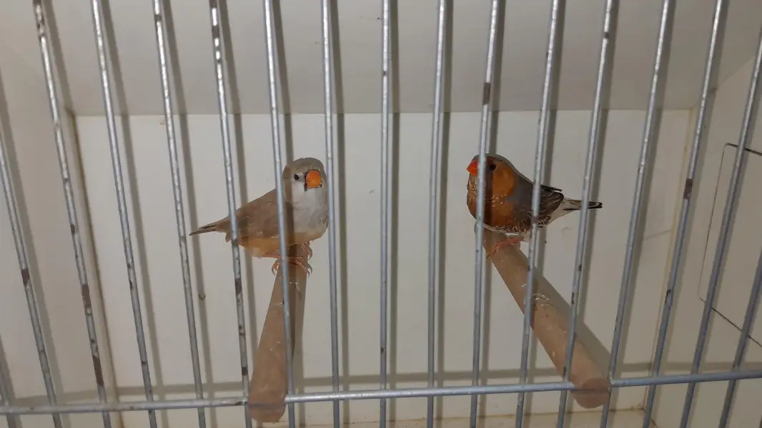 Rainbow Pairs + Finches Pairs — photo 5