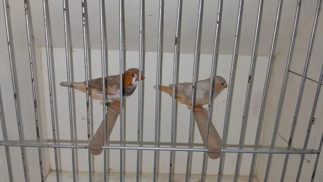 Rainbow Pairs + Finches Pairs — photo 6