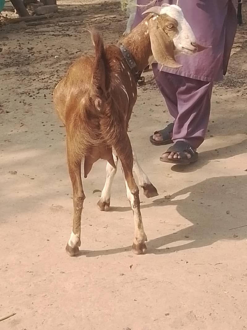 tyar patha ha 0