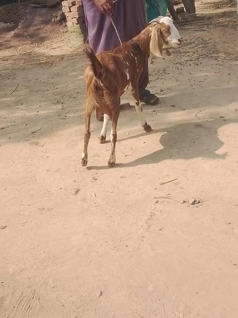 tyar patha ha 1