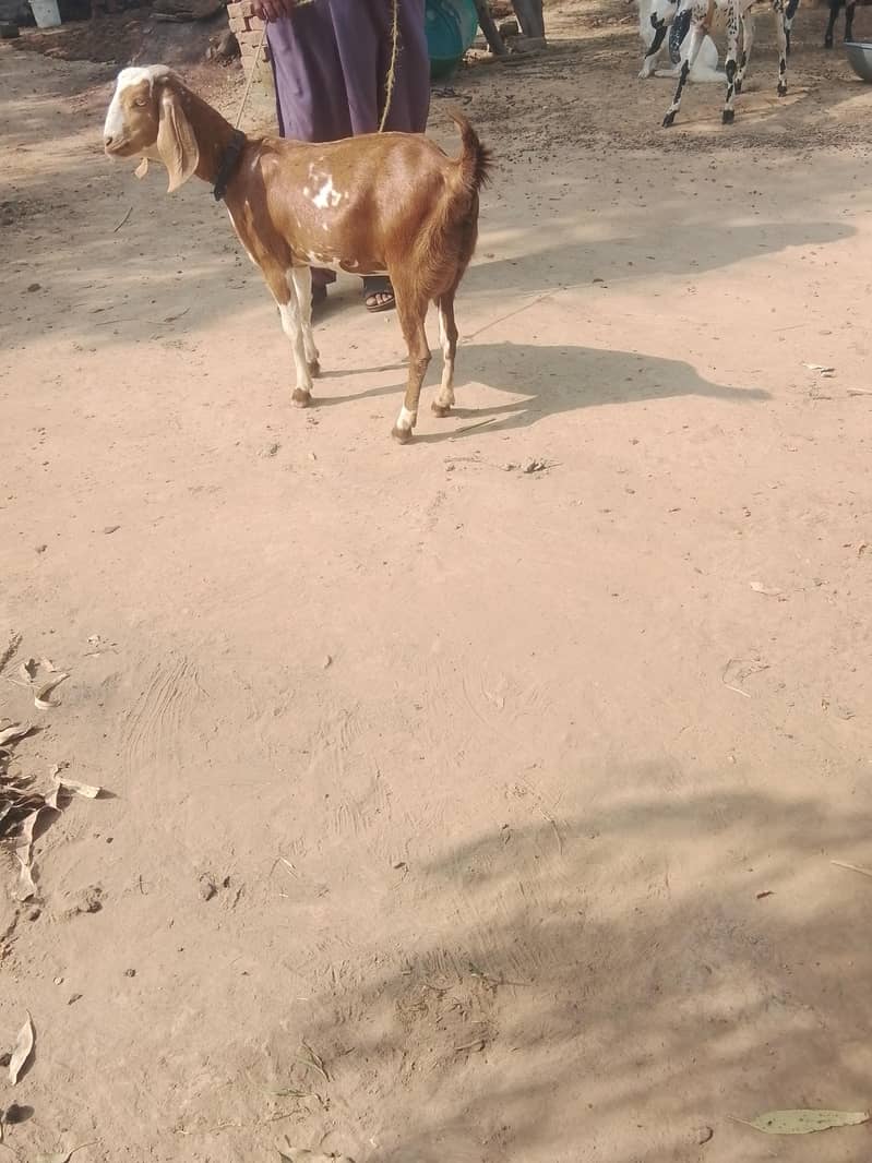 tyar patha ha 2