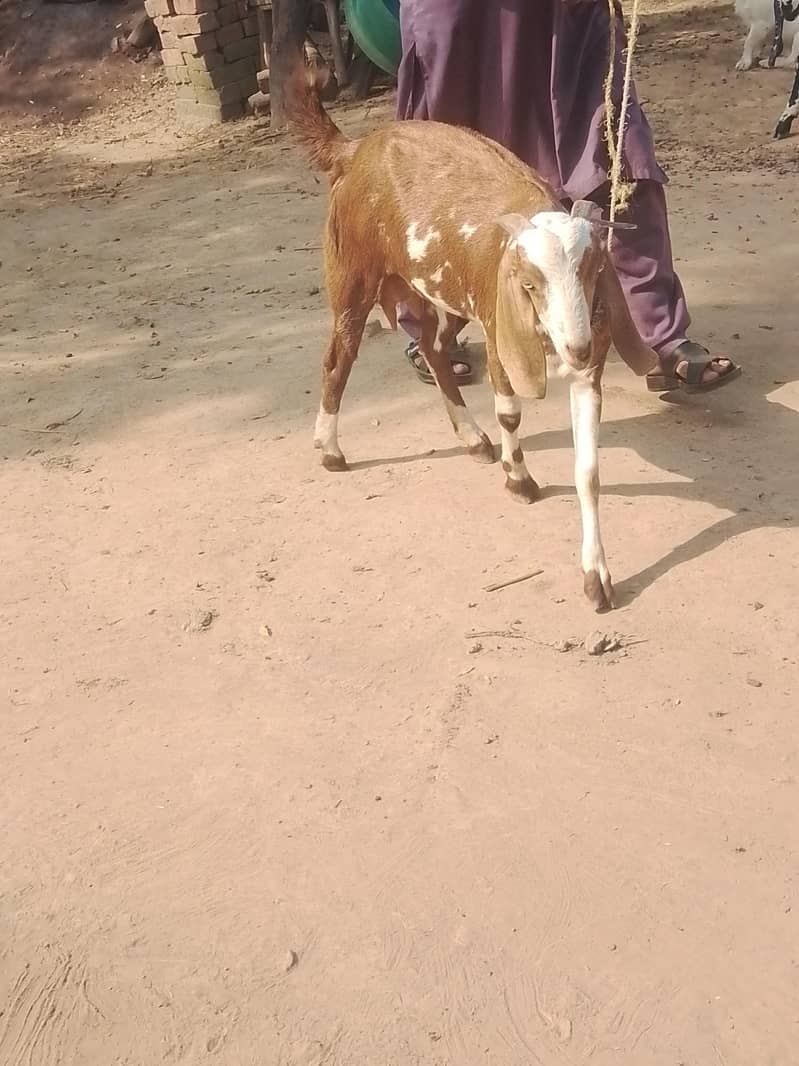 tyar patha ha 3
