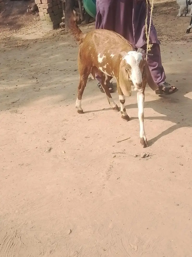 tyar patha ha — photo 4