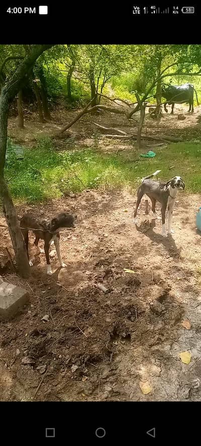 Male female dogs