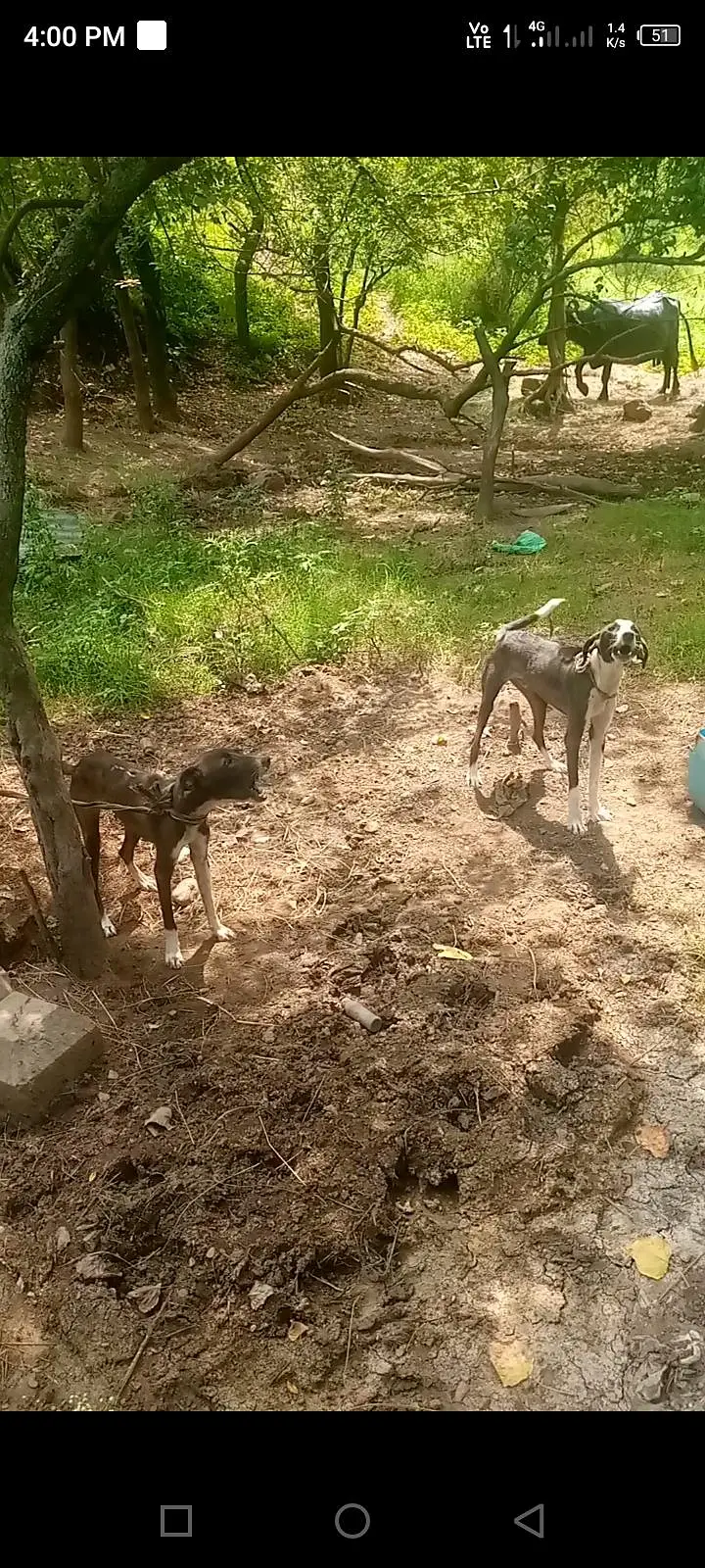 Male female dogs