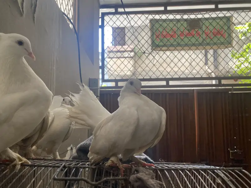 Lucky pegion — photo 2