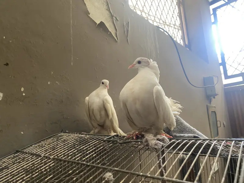 Lucky pegion — photo 11