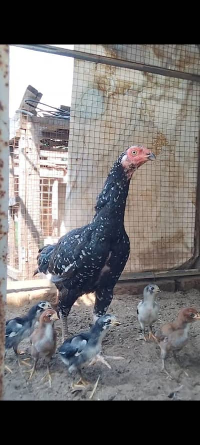Top Quality Aseel Chicks with hen available