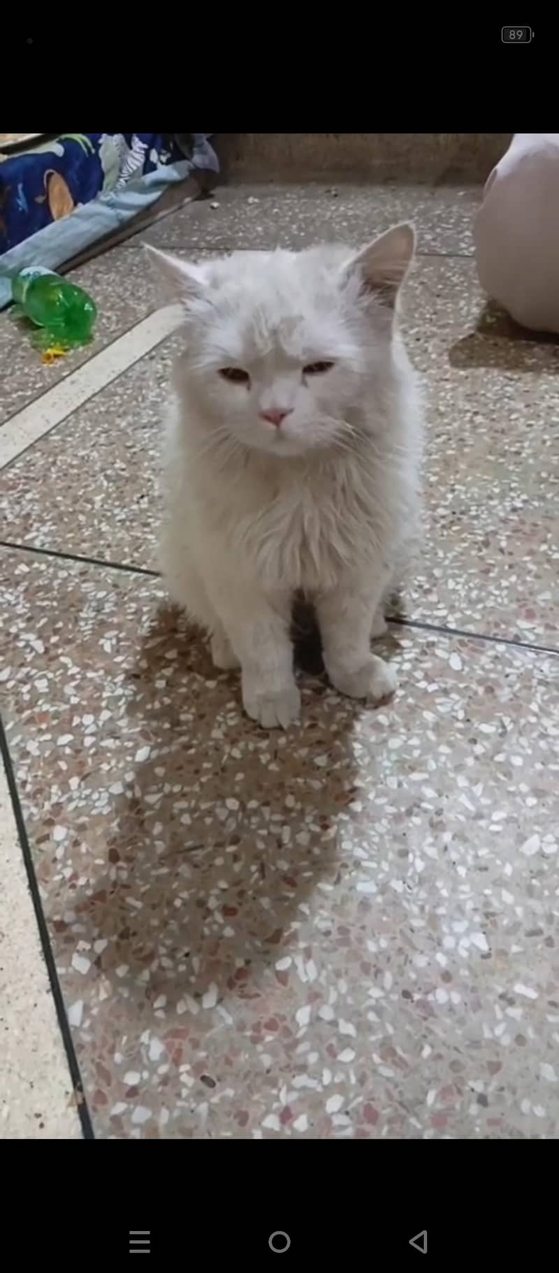 percian cat 0