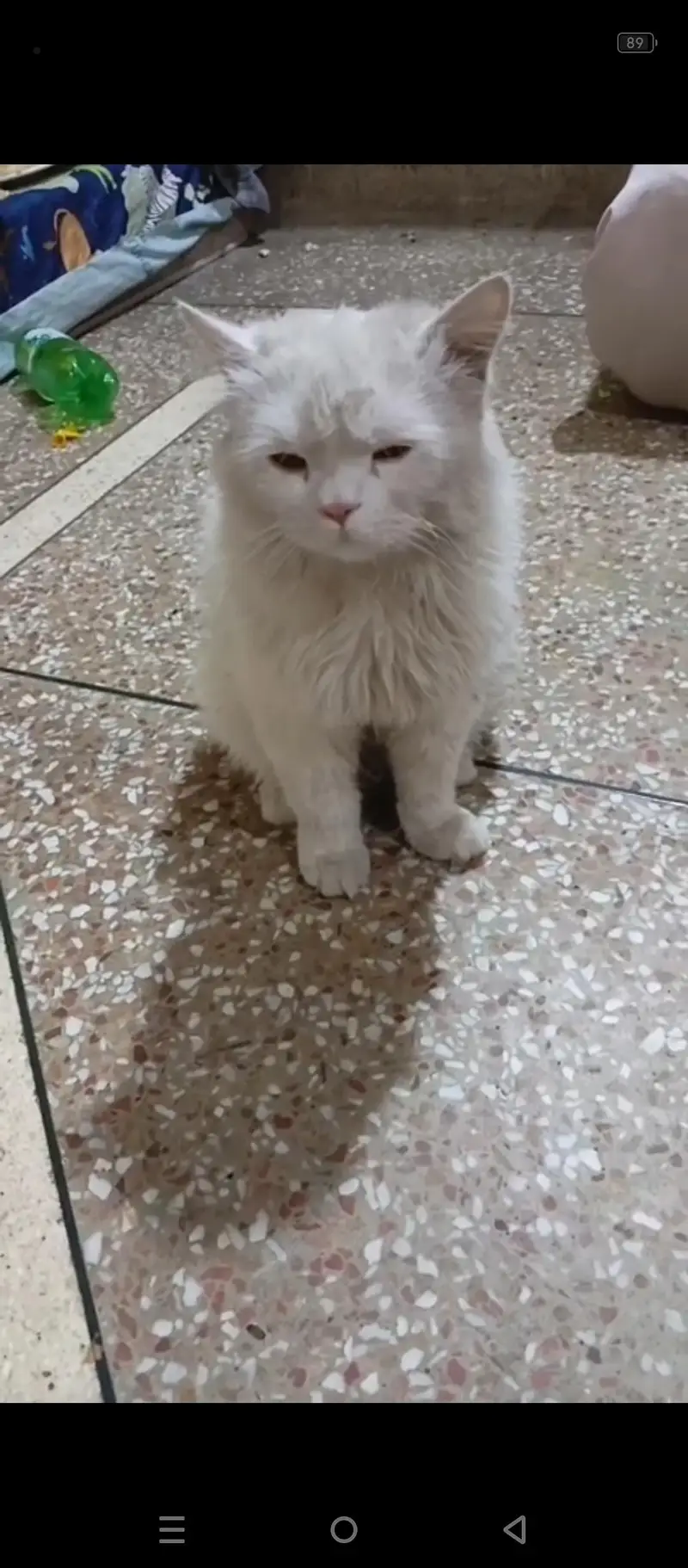 percian cat