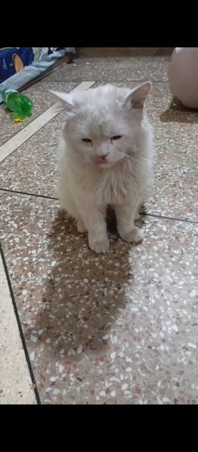 percian cat 2