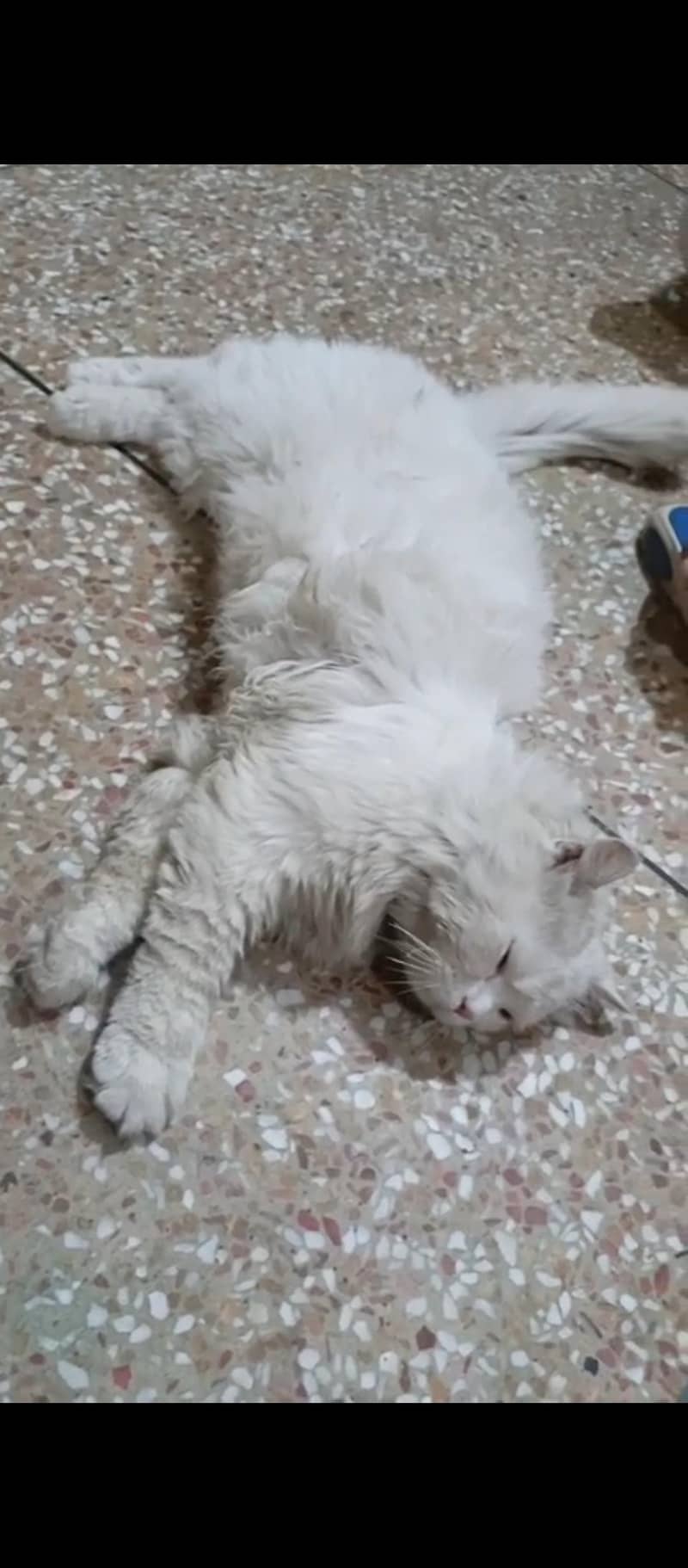 percian cat 3