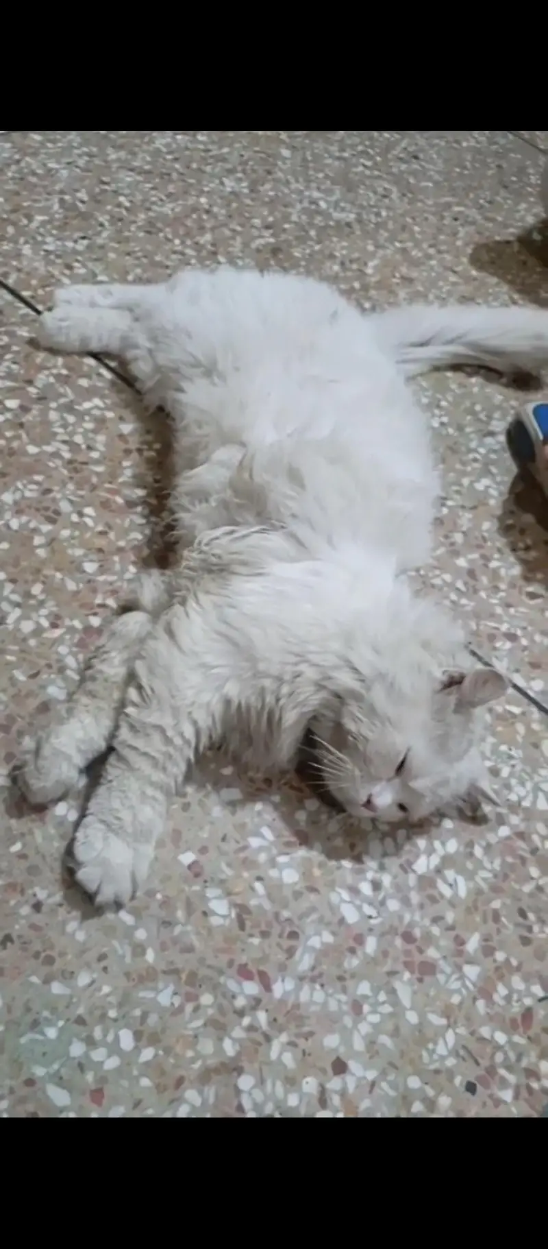 percian cat — photo 4