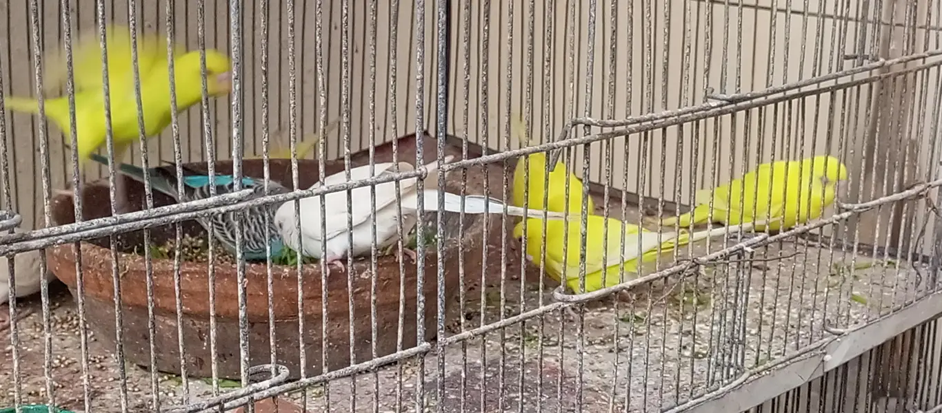 Red eyes bird's — photo 2