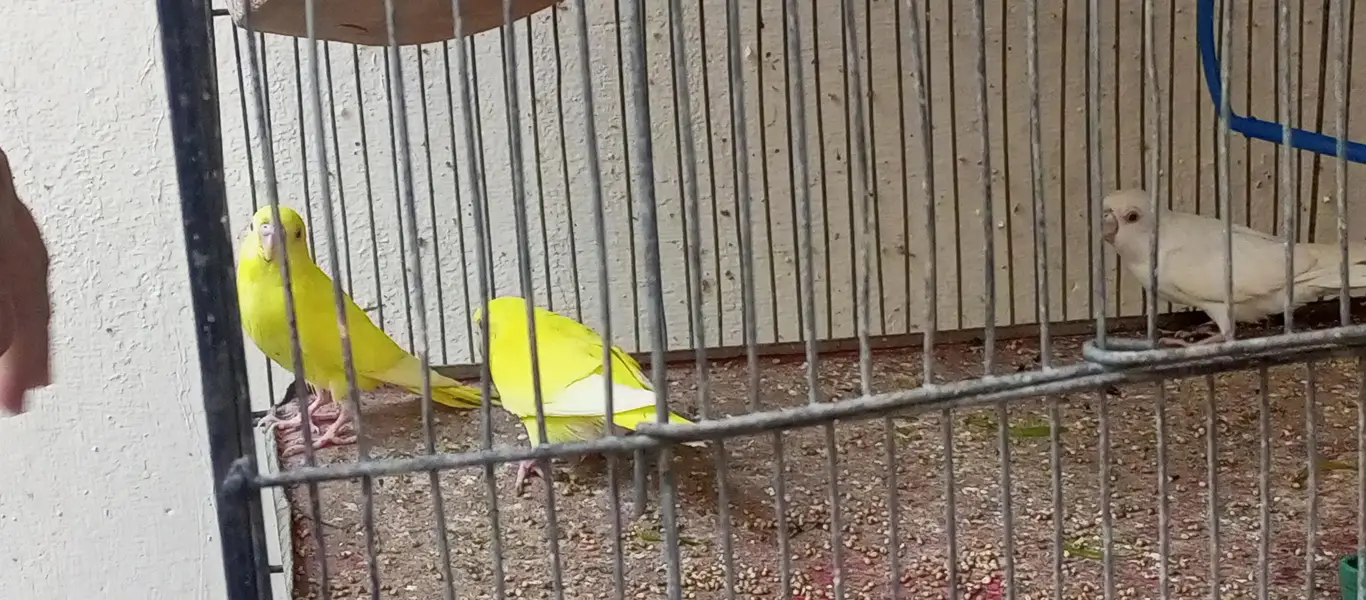 Red eyes bird's — photo 3