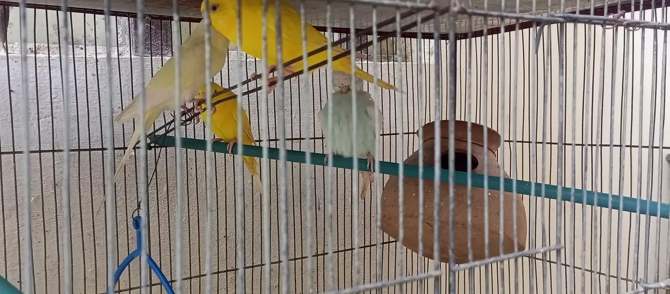 Red eyes bird's — photo 4