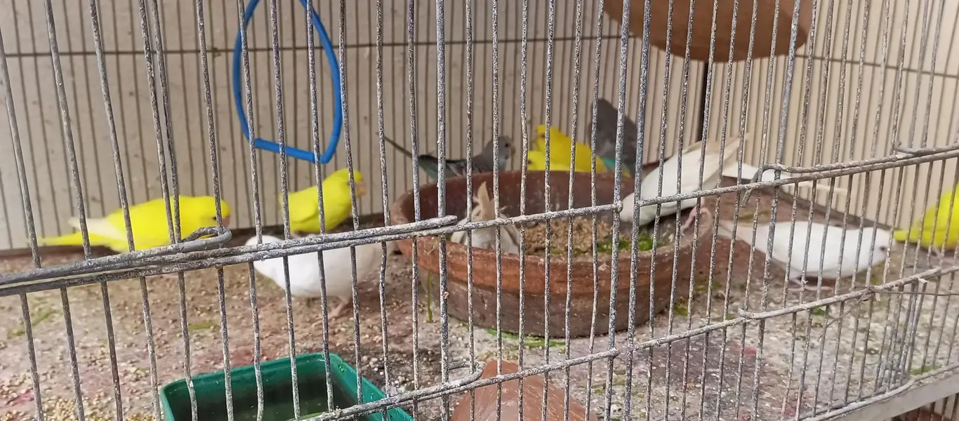 Red eyes bird's — photo 5