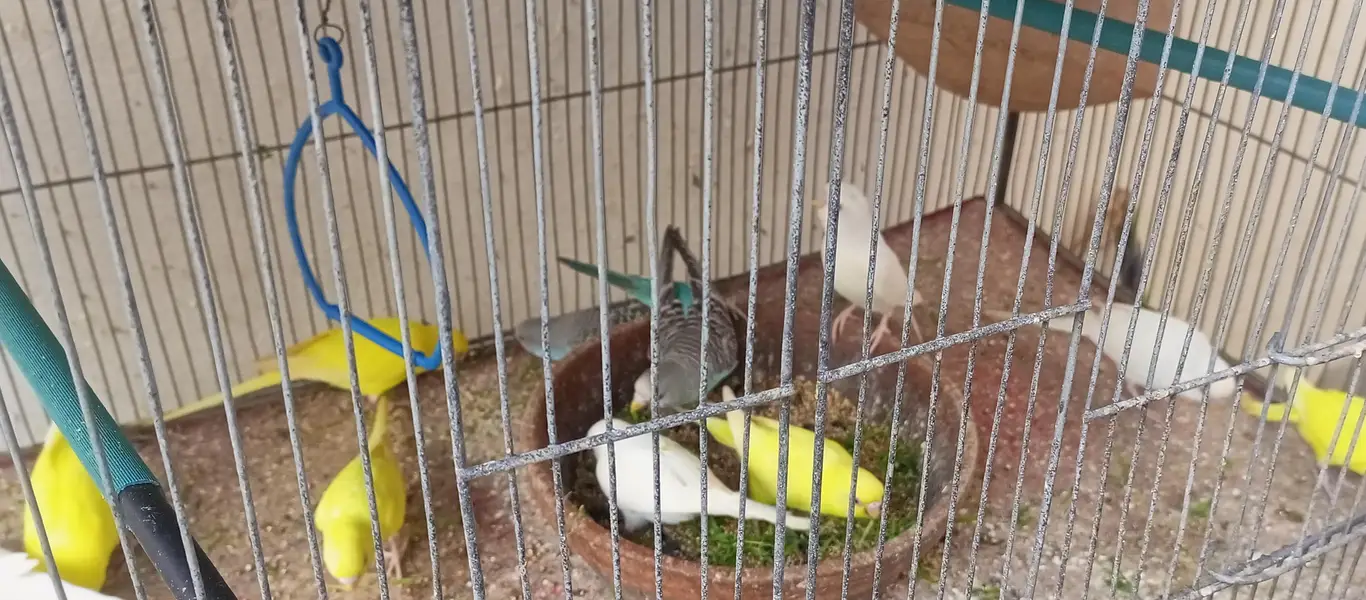 Red eyes bird's — photo 6