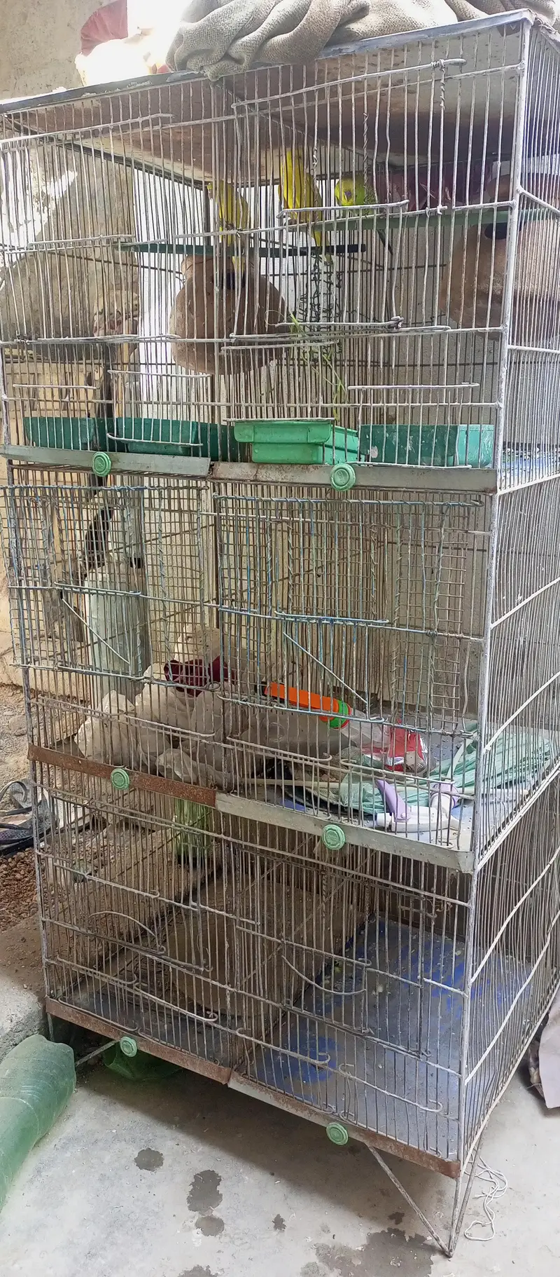 Red eyes bird's — photo 7
