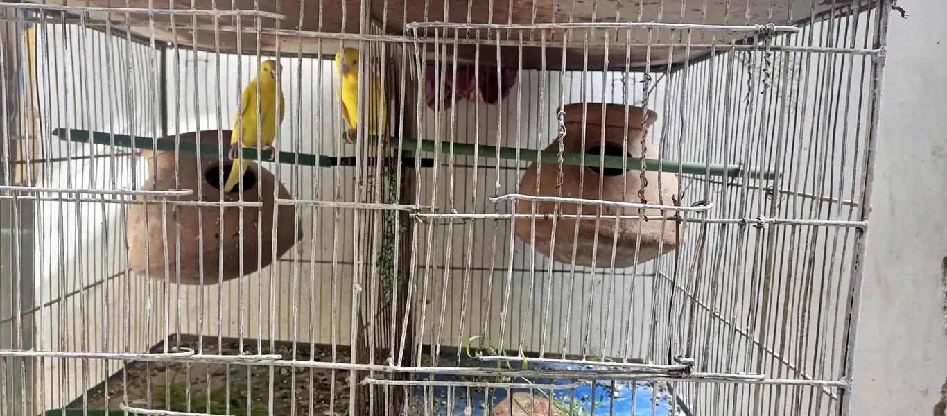 Red eyes bird's — photo 8