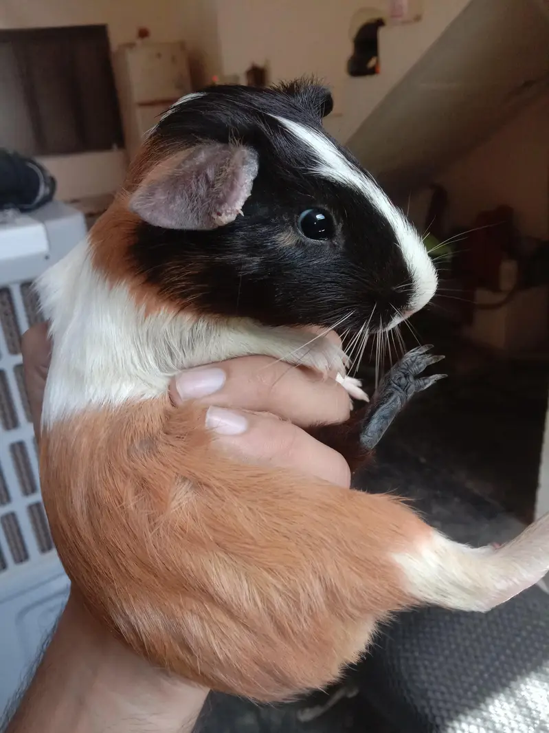 Guinea Pigs / Ginne pigs
