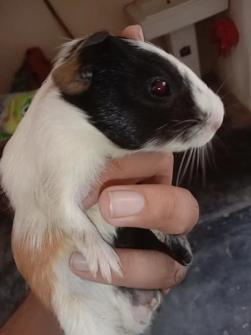 Guinea Pigs / Ginne pigs — photo 2