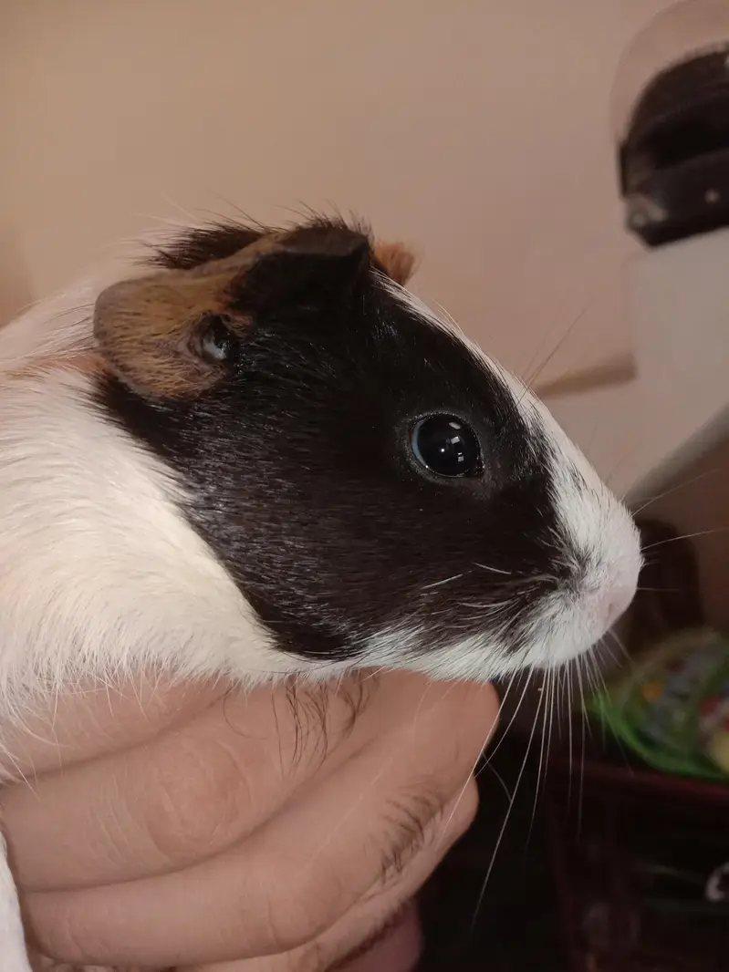 Guinea Pigs / Ginne pigs — photo 3