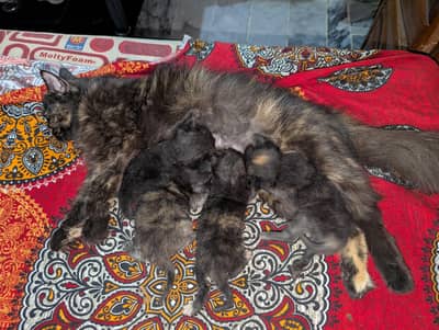 Persian babies