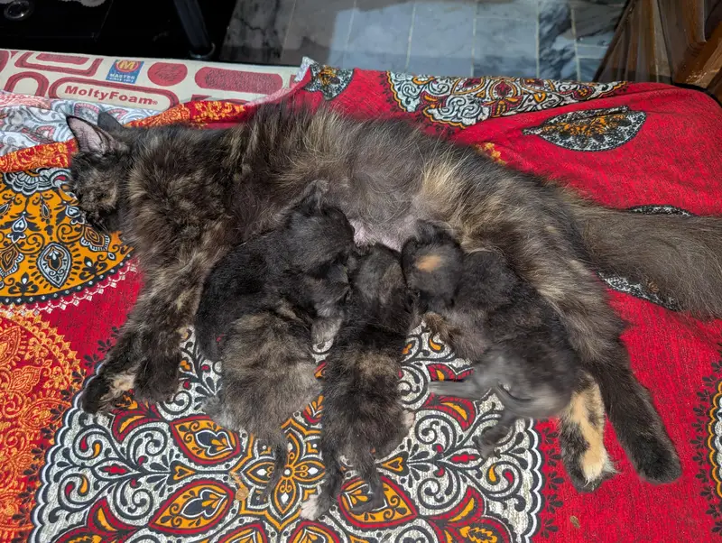 Persian babies