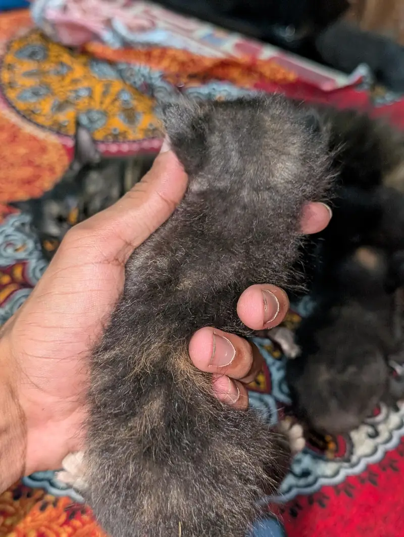 Persian babies — photo 2