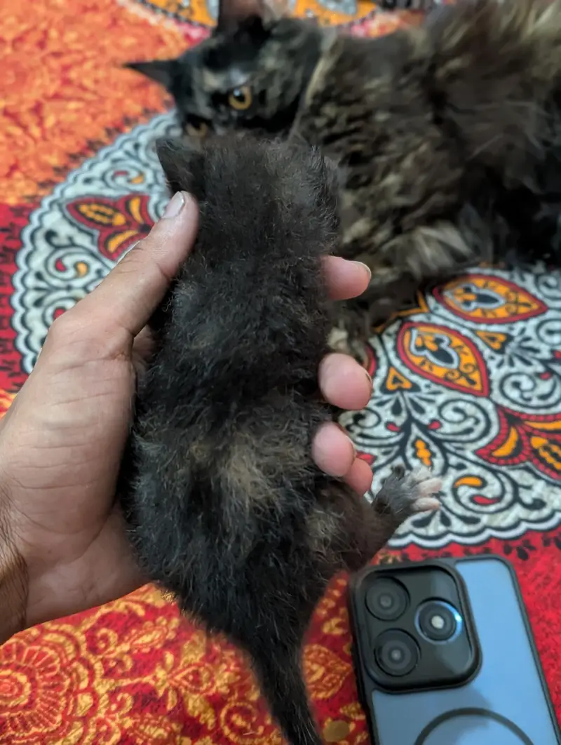 Persian babies — photo 3