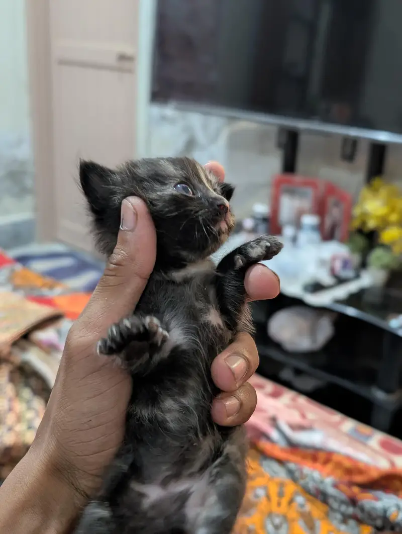 Persian babies — photo 4