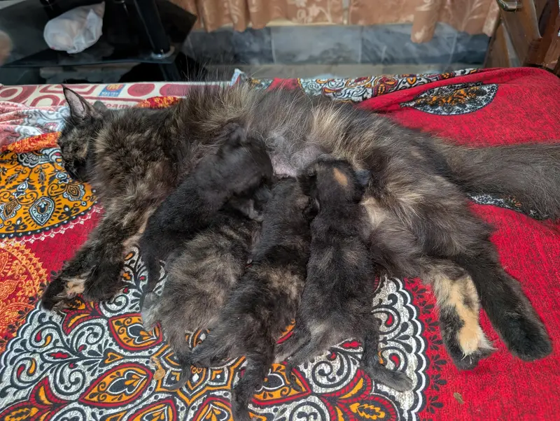 Persian babies — photo 6