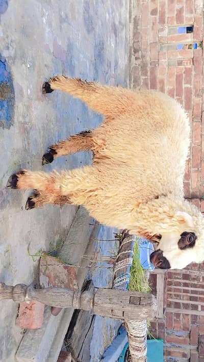 Mundri female lyli Healthy and Active full Charo Ghr ki Pali hoi h