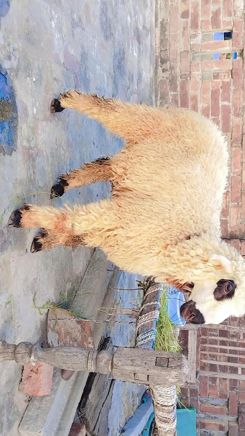Mundri female lyli Healthy and Active full Charo Ghr ki Pali hoi h