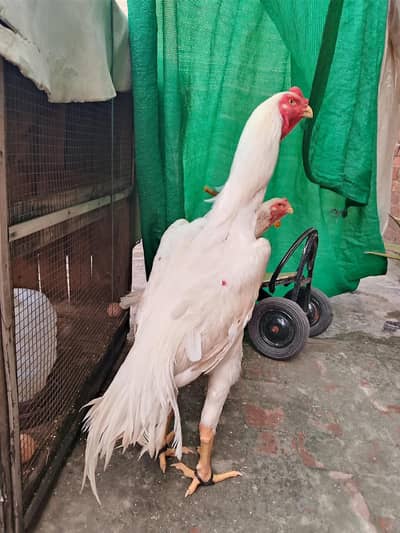 peper white shamo murga wathsapp nbr 03077036825 yhi nbr pr rabta kre