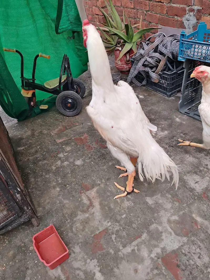 peper white shamo murga wathsapp nbr 03077036825 yhi nbr pr rabta kre — photo 2