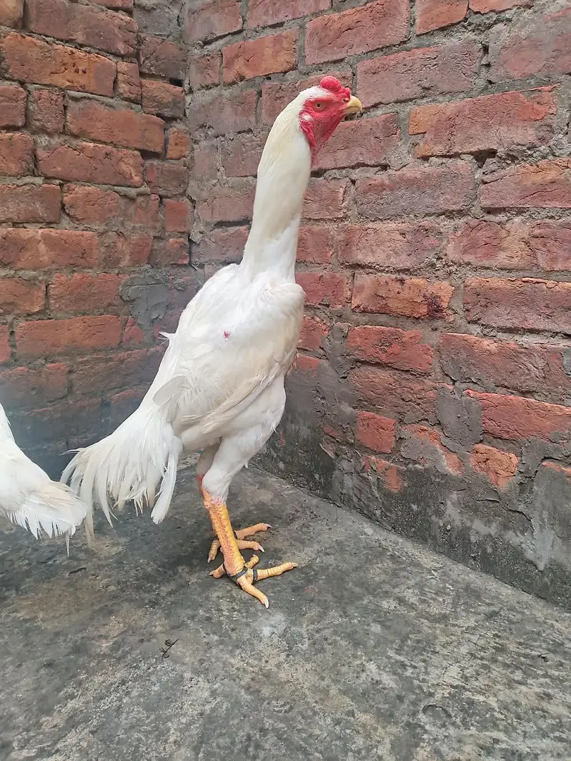 peper white shamo murga wathsapp nbr 03077036825 yhi nbr pr rabta kre — photo 3