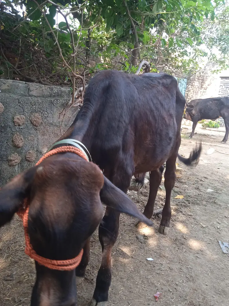 Whatsapp per rabta kara — photo 3