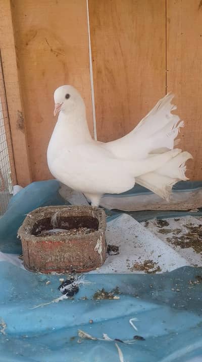 4 pair lakkay pigeons for sale